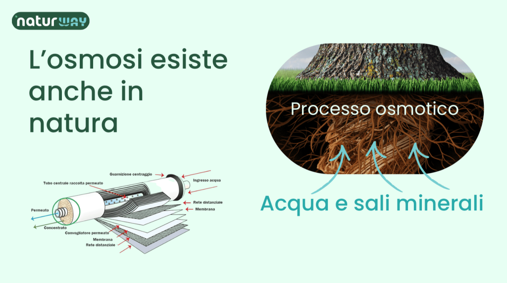 L’osmosi inversa, intanto, sfrutta una membrana semipermeabile tramite cui l’acqua viene spinta a pressione. Poi, la membrana trattiene una parte significativa delle sostanze disciolte, così che l’acqua ottenuta presenti una concentrazione ridotta di Sali minerali e altre impurità. 